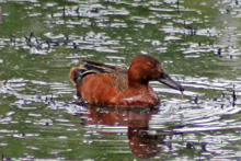 Cinnamon Teal
